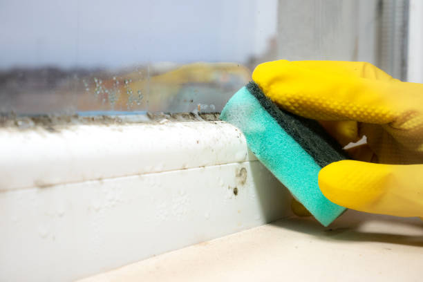 Best Emergency Mold Remediation in Allegan, MI