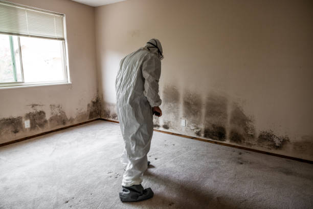 Best Kitchen Mold Remediation in Allegan, MI