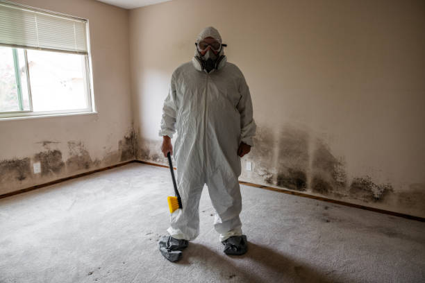 Best DIY Mold Remediation Support Services in Allegan, MI