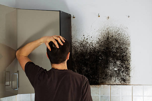 Best Residential Mold Remediation in Allegan, MI