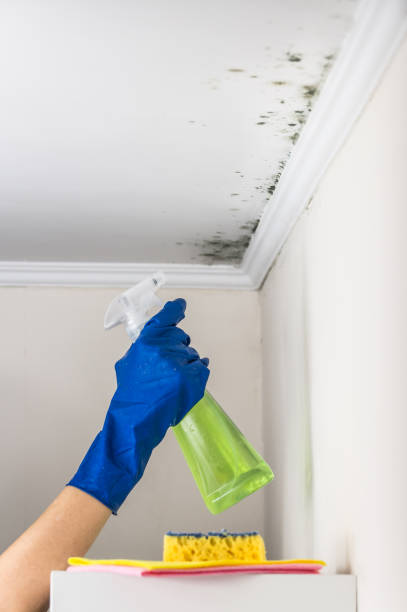 Best HVAC Mold Remediation in Allegan, MI